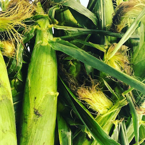 Fresh Corn on the Cob Trimble Farms Cattle Company